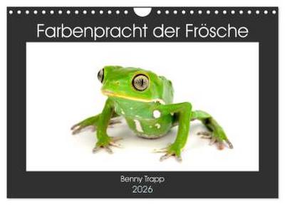 Farbenpracht der Frösche (Wandkalender 2026 DIN A4 quer), CALVENDO Monatskalender