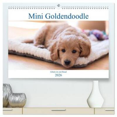 Mini Goldendoodle - Glück ist ein Hund (hochwertiger Premium Wandkalender 2026 DIN A2 quer), Kunstdruck in Hochglanz
