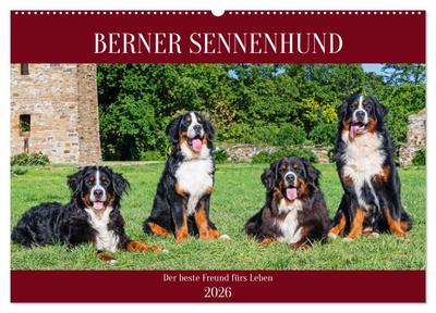 Berner Sennenhund - Der beste Freund fürs Leben (Wandkalender 2026 DIN A2 quer), CALVENDO Monatskalender