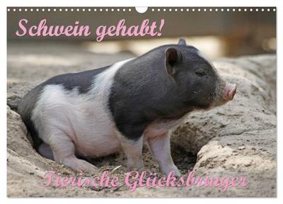 Schwein gehabt! (Wandkalender 2024 DIN A3 quer), CALVENDO Monatskalender