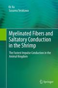 Myelinated Fibers and Saltatory Conduction in the Shrimp
