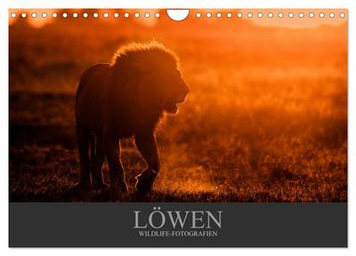 Löwen Wildlife-Fotografien (Wandkalender 2024 DIN A4 quer), CALVENDO Monatskalender