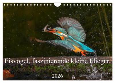 Eisvögel, faszinierende kleine Flieger. (Wandkalender 2026 DIN A4 quer), CALVENDO Monatskalender