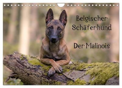 Belgischer Schäferhund - Der Malinois (Wandkalender 2026 DIN A4 quer), CALVENDO Monatskalender
