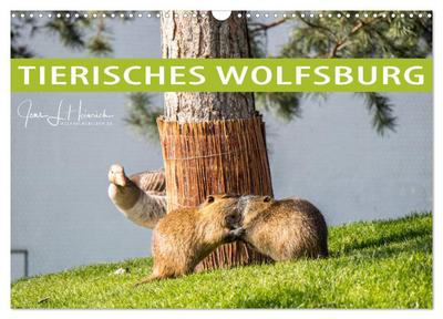 Tierisches Wolfsburg (Wandkalender 2024 DIN A3 quer), CALVENDO Monatskalender
