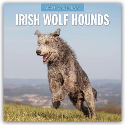Irish Wolfhounds - Irischer Wolfshund 2026 - 16-Monatskalender