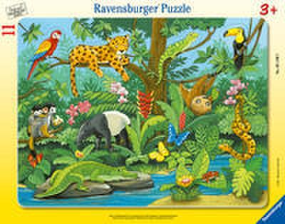 Tiere im Regenwald