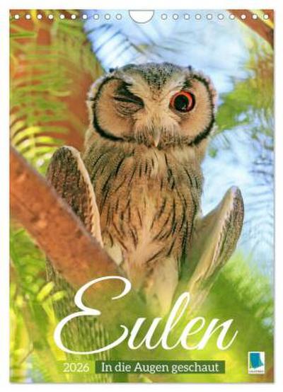 Eulen: In die Augen geschaut (Wandkalender 2026 DIN A4 hoch), CALVENDO Monatskalender