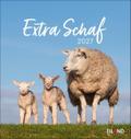 Extra Schaf 2027