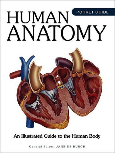 Human Anatomy