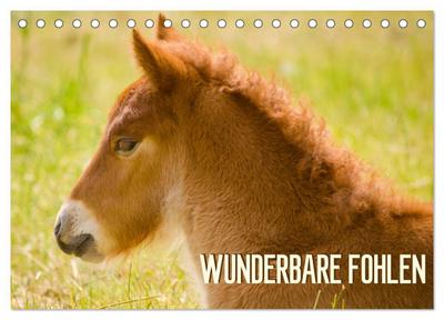 Wunderbare Fohlen (Tischkalender 2025 DIN A5 quer), CALVENDO Monatskalender