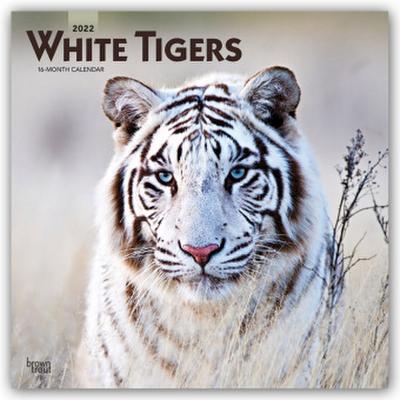 White Tigers - Weiße Tiger 2022 - 16-Monatskalender