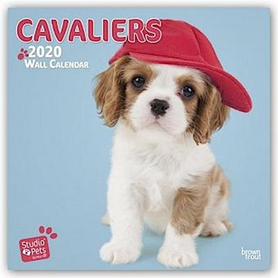 Cavaliers - Cavalier King Charles Spaniels 2020