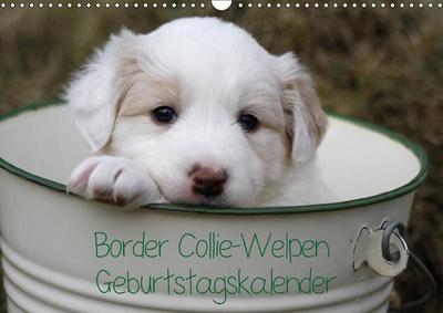 Border Collie-Welpen Geburtstagskalender (Wandkalender immerwährend DIN A3 quer)