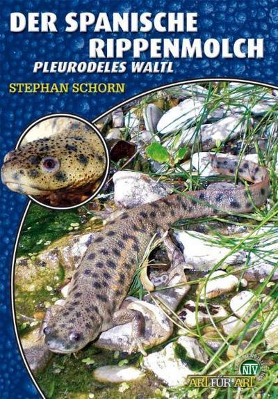 Schorn, S: spanische Rippenmolch