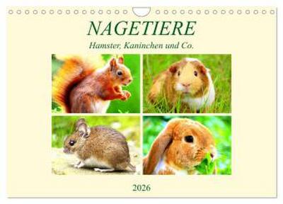 Nagetiere. Hamster, Kaninchen und Co. (Wandkalender 2026 DIN A4 quer), CALVENDO Monatskalender
