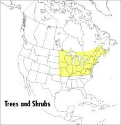 A Field Guide to Trees and Shrubs