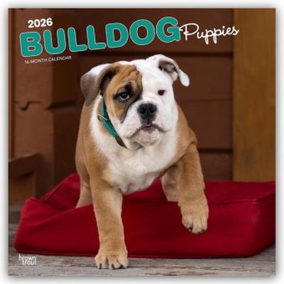 Bulldog Puppies - Bulldogge Welpen 2026 - 16-Monatskalender