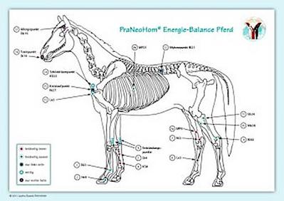 Akupunktur-Tafel Pferd