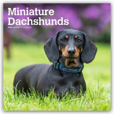 Miniature Dachshunds - Zwergdackel 2026 - 16-Monatskalender