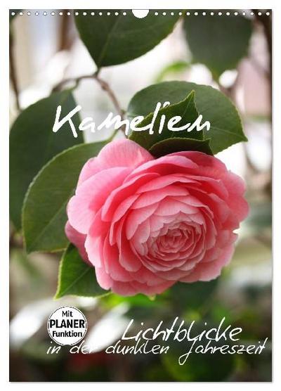 Kamelien Lichtblicke in der dunklen Jahreszeit (Wandkalender 2027 DIN A3 hoch), CALVENDO Monatskalender