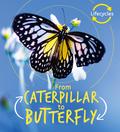 Lifecycles: Caterpillar to Butterfly