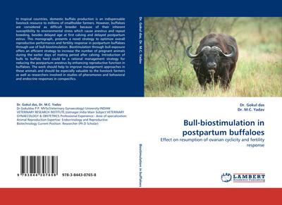 Bull-biostimulation in postpartum buffaloes