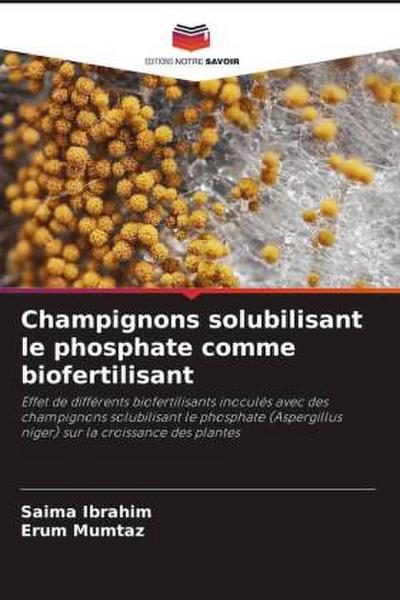 Champignons solubilisant le phosphate comme biofertilisant