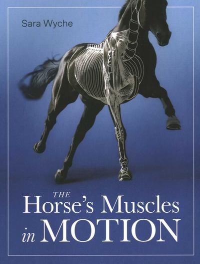 Horse’s Muscles in Motion