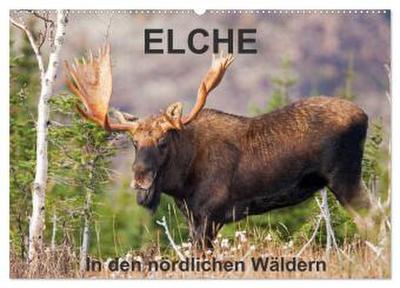 ELCHE In den nördlichen Wäldern (Wandkalender 2026 DIN A2 quer), CALVENDO Monatskalender