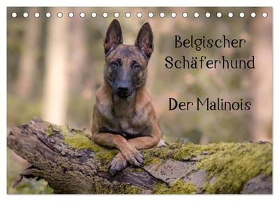 Belgischer Schäferhund - Der Malinois (Tischkalender 2024 DIN A5 quer), CALVENDO Monatskalender