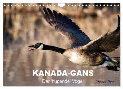 KANADA-GANS - Der ’hupende’ Vogel (Wandkalender 2026 DIN A4 quer), CALVENDO Monatskalender