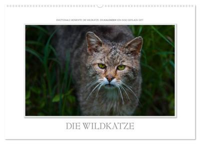 Emotionale Momente: Die Wildkatze. (Wandkalender 2024 DIN A2 quer), CALVENDO Monatskalender
