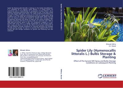 Spider Lily (Hymenocallis littoralis L.) Bulbs Storage & Planting