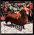 The Dachshund