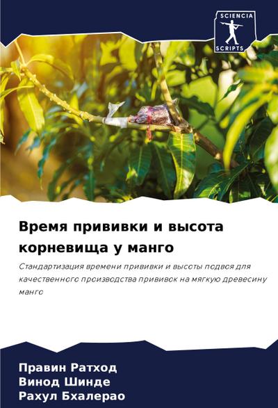 Vremq priwiwki i wysota kornewischa u mango