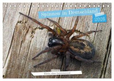 Spinnen in Deutschland (Tischkalender 2026 DIN A5 quer), CALVENDO Monatskalender