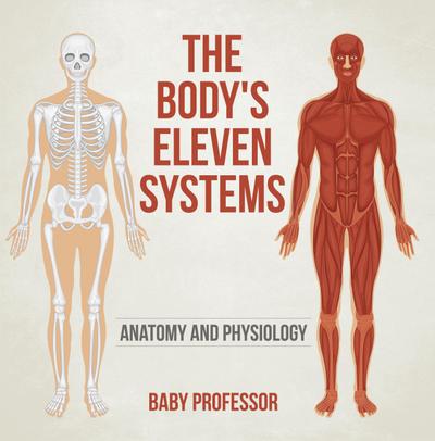 The Body’s Eleven Systems | Anatomy and Physiology
