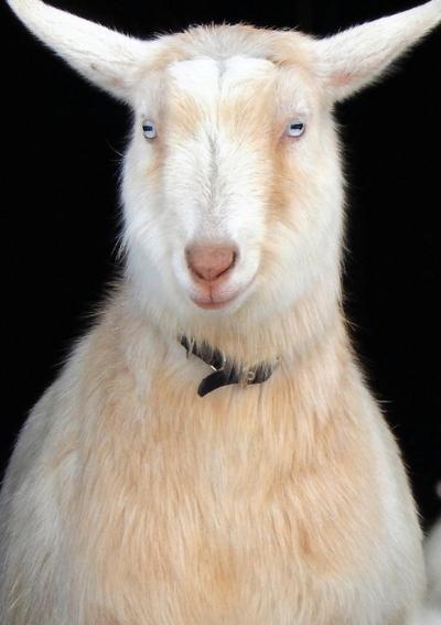 The Stone Soup Notebook