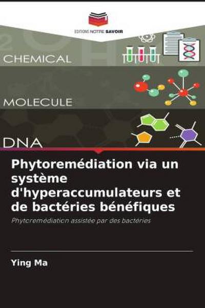 Phytoremédiation via un système d’hyperaccumulateurs et de bactéries bénéfiques