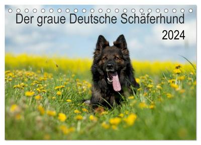 Der graue Deutsche Schäferhund (Tischkalender 2024 DIN A5 quer), CALVENDO Monatskalender