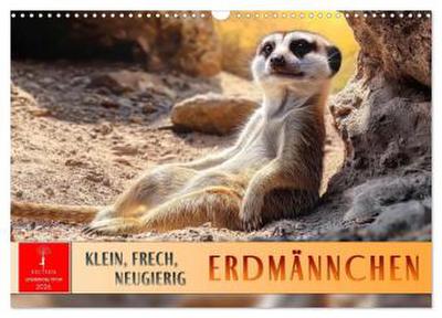 Erdmännchen - klein, frech, neugierig (Wandkalender 2026 DIN A3 quer), CALVENDO Monatskalender