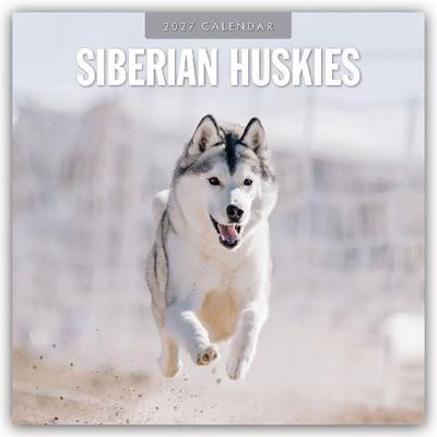 Siberian Huskies - Sibirischer Husky - Sibirische Huskys 2027 - 16-Monatskalender