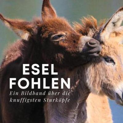 Esel-Fohlen