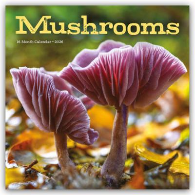 Mushrooms - Pilze 2026 - Wand-Kalender