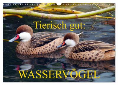 Tierisch gut: Wasservögel (Wandkalender 2024 DIN A3 quer), CALVENDO Monatskalender