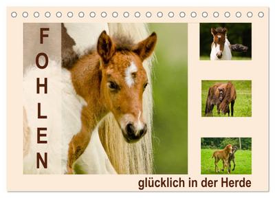 Fohlen, glücklich in der Herde (Tischkalender 2025 DIN A5 quer), CALVENDO Monatskalender
