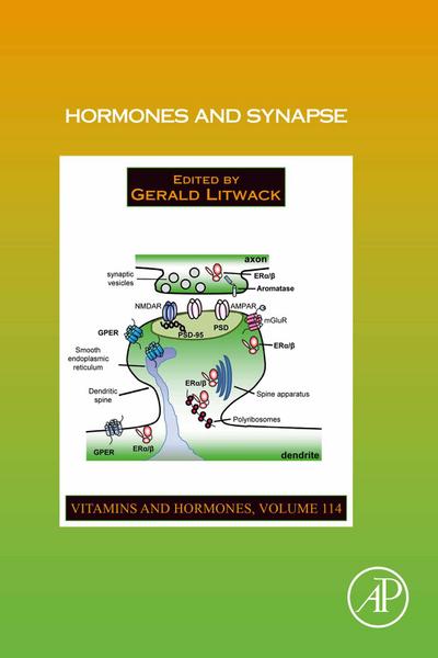 Hormones and Synapse