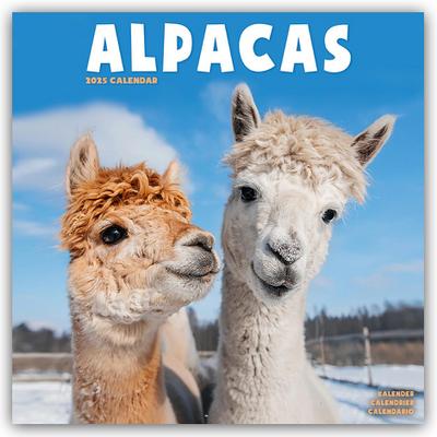 Alpacas - Alpakas 2025 - 16-Monatskalender