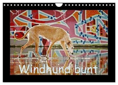 Windhund bunt (Wandkalender 2024 DIN A4 quer), CALVENDO Monatskalender